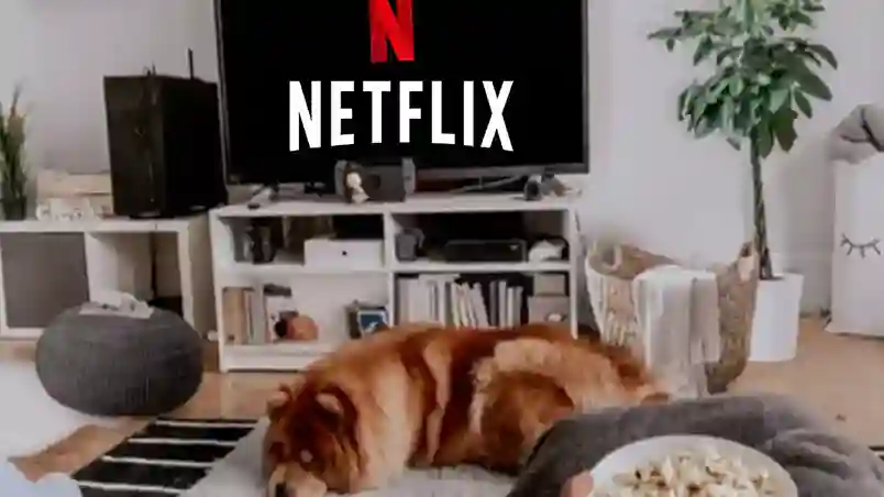 الصورة تحمل صورة تحتوي على كلب نائم وشاشة تلفزيون عليها شعار نتفليكس، وتعرف على أحدث أسعار اشتراك نتفلكس 2025 في الدول العربية، بما فيها الأردن والعراق. دليل يوضح كم سعر اشتراك Netflix وطرق الدفع والباقات وكم سعر اشتراك نتفلكس