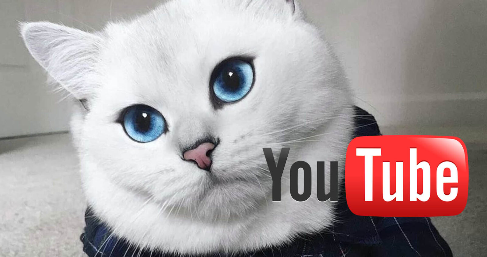 أعلى 10 فيديوهات عن القطط مشاهدة على Youtube